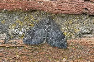 Images Dated 11th June 2010: Common Marbled Carpet - resting on wall - Lincolnshire - England