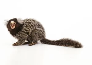 Images Dated 17th January 2006: Common Marmoset