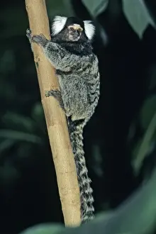 Common Marmoset - sittting on stem, Emmen, Holland