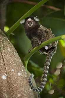 Images Dated 26th January 2011: Common Marmoset or White-tufted-ear Marmoset