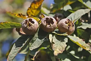 Common Medlar