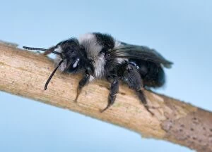 Common Mining Bee (female)