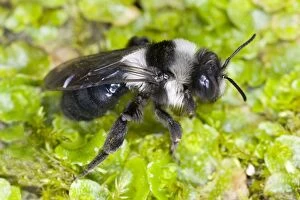 Images Dated 16th April 2006: Common Mining Bee (female) Location: Cornwall, UK