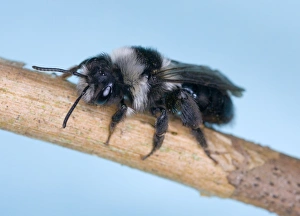 Images Dated 16th April 2006: Common Mining Bee (female) Location: Cornwall, UK