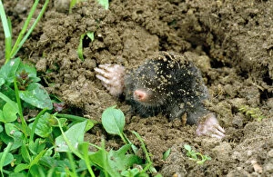 Common Mole - emerging from ground