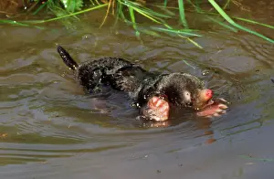 Mole Prints: Common Mole - swimming in river