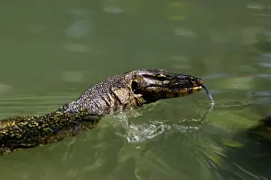 Monitors Prints: A Common Monitor Lizard swims in a small stream