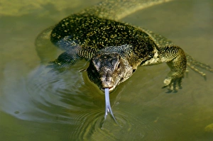 Images Dated 31st August 2007: A Common Monitor Lizard swims in a small stream, looking for prey, in rainforest of Tioman Island