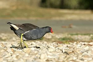 Images Dated 23rd September 2004: Common moorhen - adult. Dombes - France