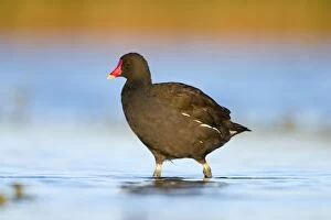 Common Moorhen - Adult in shallow water