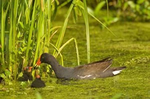 Common Moorhen - adult with young