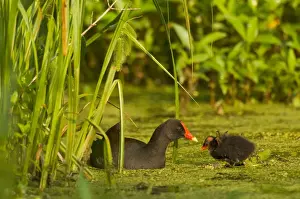 Moorhens Prints: Common Moorhen - adult with young