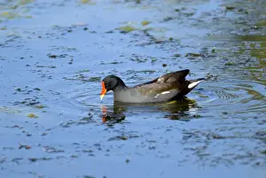 Moorhens Prints: Common Moorhen. Andries Vosloo Kudu Reserve, nr Grahamstown, Eastern Cape, South Africa