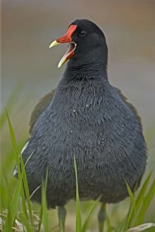 Images Dated 30th April 2005: Common Moorhen Male-Common in fresh-water marshes and along the edges of lakes-Its resemblance to