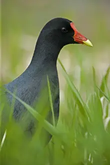 Common Moorhen Male-Common in fresh-water marshes and along the edges of lakes-Its resemblance to ducks is countered by the bright red frontal plate of the head