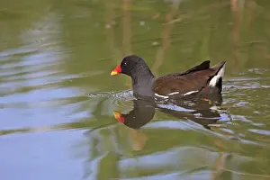 Moorhens Prints: Common Moorhen. Pensthorpe - Norfolk - UK