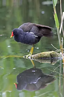 Common Moorhen. Pensthorpe - Norfolk - UK