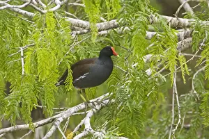 Common Moorhen South Texas in March