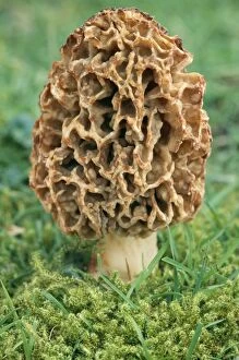 Plant Textures Collection: Common Morel Fungi