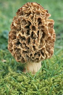 Plant Textures Collection: Common Morel Fungi