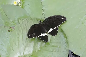 Mormon Prints: Common Mormon - butterfly resting on waterlily pads, Emmen, Holland