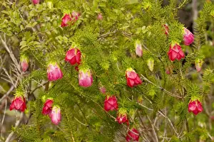 Bush Prints: Common Mountain Bell - Stirling Ranges, near Mount Barker, south-west Australia