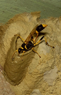 Nest Building Gallery: Common mud-dauber wasp - female adding cell to nest. Larvae from eggs laid in the cells will feed off paralysed spiders