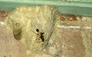 Nest Building Gallery: Common mud-dauber wasp - female building nest. Larvae from eggs laid in the cells will feed off paralysed spiders