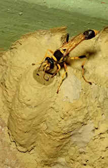 Common mud-dauber wasp - female closing a cell in which she has laid one or more eggs and a paralysed spider as food
