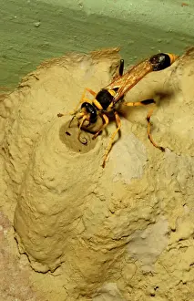 Working Prints: Common mud-dauber wasp - female closing a cell in which she has laid one or more eggs and a paralysed spider as food