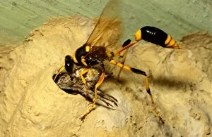 Cell Gallery: Common mud-dauber wasp - female storing a paralysed
