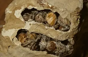 Wasps Prints: Common mud-dauber wasp - nest cell opened to show paralysed spiders provided as food for the larvae