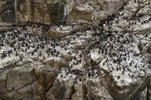 Common Murre - colony on cliffs - Scotland, United Kingdom