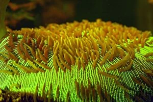 Bioluminescence Gallery: Common Mushroom Coral from Indo-Pacific Ocean showing