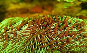 Bioluminescence Gallery: Common Mushroom Coral showing fluorescent colors