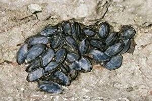 Images Dated 11th August 2004: Common Mussel At low tide