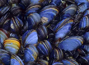 Mussel Prints: Common mussels clinging to a rock at low tide Cornwall, England, UK