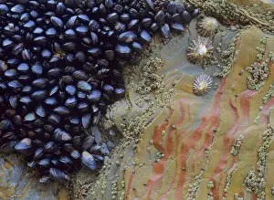Mussel Prints: Common mussels and limpets (Patella vulgata) clinging to huge rock at low tide Bedruthan Steps