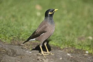 Images Dated 20th August 2011: Common Myna