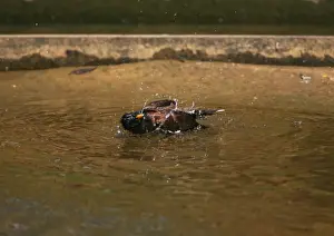 Myna Prints: Common Myna - bathing in a stream in Henderson