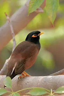 Myna Prints: Common Myna - on Silk Cotton tree branch (Bombax ceiba). New Delhi India