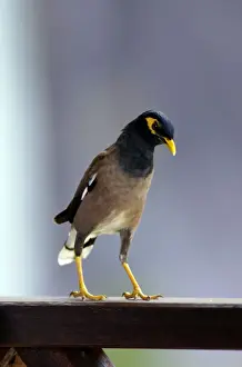 Common Myna (typical) - this curious bird boldly steals visitors food (including bread and pure butter) from tables on a terrace of a Bagus Place Retreat, a small resort on Tioman Island