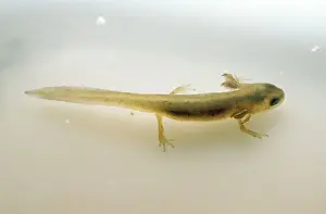 Gill Prints: Common Newt - with external gills