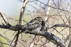 Common Nighthawk