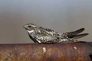 Common Nighthawk - at day roost - Southern Wyoming - July - USA