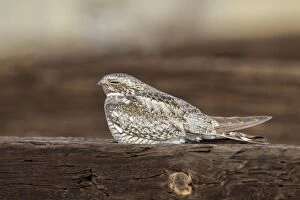 Images Dated 29th June 2012: Common Nighthawk - perched on fence post