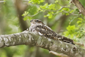 Images Dated 2nd April 2008: Common Nighthawk South Texas in April