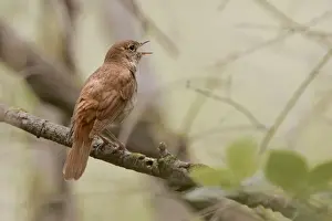 Nightingales Prints: Common Nightingale. Aiguamolls Nature Reserve - RAMSAR site - Spain