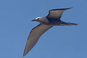 Common Noddy - In flight - near West Island in the Lacepedes, Kimberley coast, Western Australia