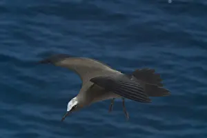 Common Noddy - In flight At Pulu Keeling National Park, Cocos (Keeling) Islands, Indian Ocean